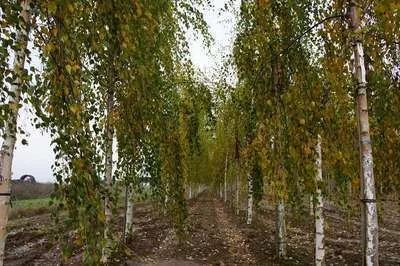 BETULA pendula 'Fastigiata' - Bouleau verruqueux, bouleau pleureur 'Fastigiata'