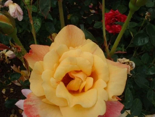 ROSIER Grande fleur 'SUTTER'S GOLD'