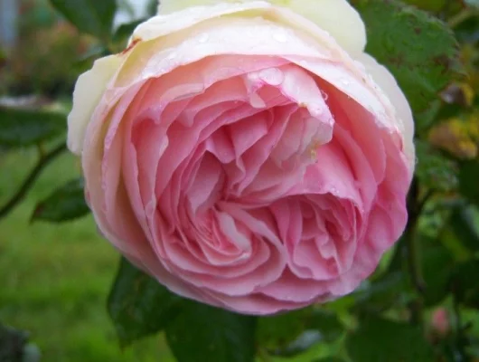 ROSIER Grimpant 'PIERRE DE RONSARD' ® Meiviolin