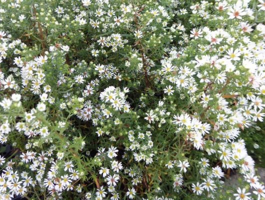 ASTER ericoïdes 'Prostrate Form'