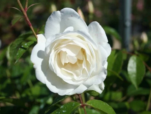 ROSIER Massifs 'ICEBERG'