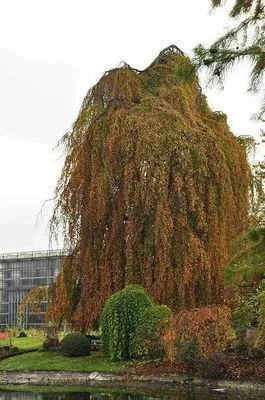 BETULA pendula 'Tristis' - Bouleau commun pleureur 'Tristis'