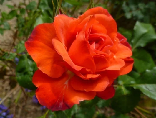 ROSIER Massifs 'ORANGE SENSATION'