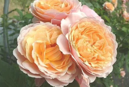 ROSIER Massifs 'PARFUM D'ORLEANS' ® Saunalid