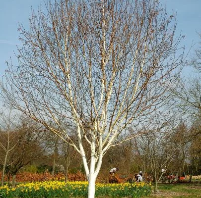 BETULA utilis - Bouleau blanc de l'Himalaya 'Jacquemontii'
