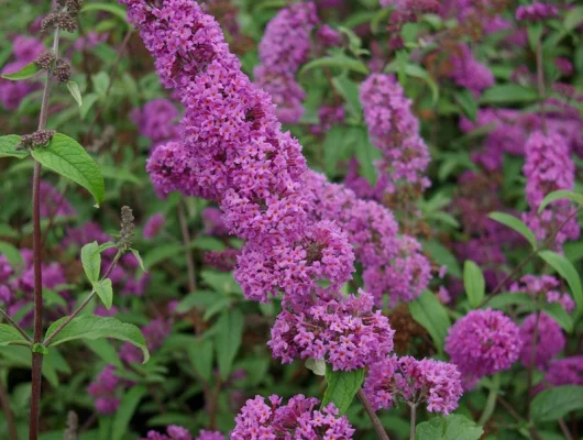 BUDDLEJA davidii 'Border Beauty' - Arbre aux papillons