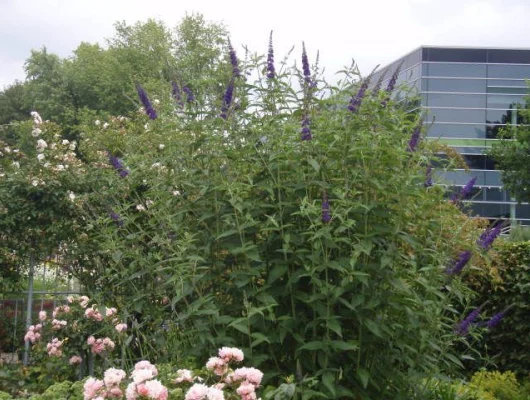 BUDDLEJA davidii 'Empire Blue' - Arbre aux papillons