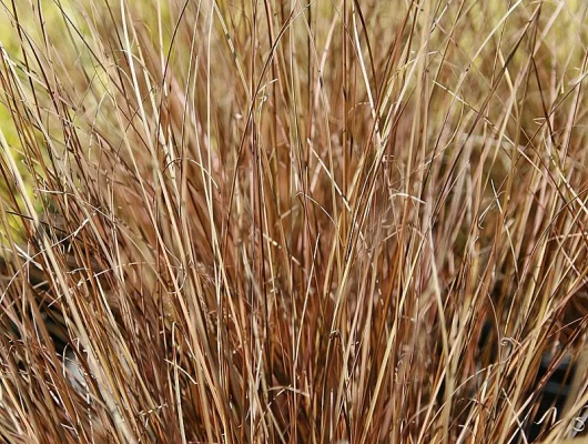 CAREX buchananii 'Red Rooster' - Graminée, Laîche