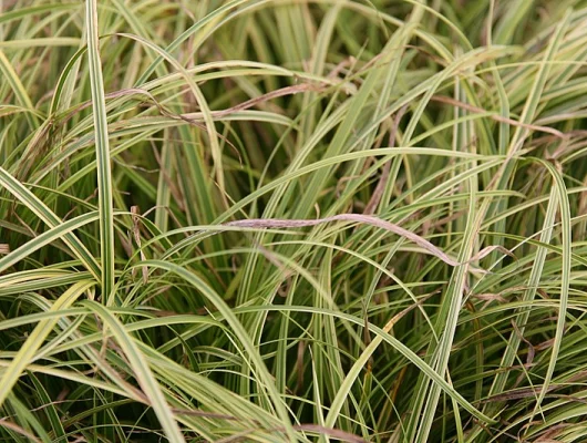 CAREX dolichostachya 'Kaga-nishiki'