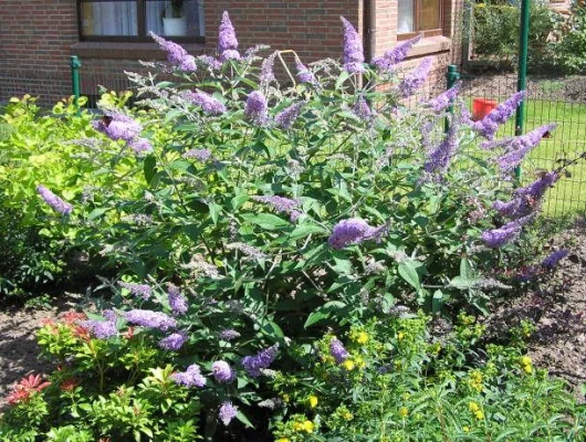 BUDDLEJA davidii 'Lochinch' - Arbre aux papillons