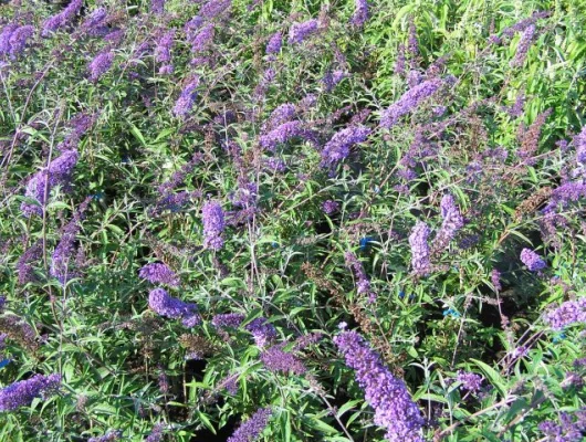 BUDDLEJA davidii 'Nanho Blue' - Arbre aux papillons nain