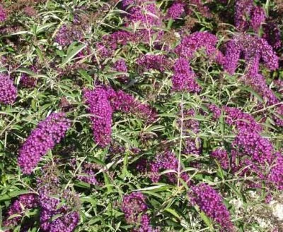 BUDDLEJA davidii 'Nanho Purple' - Arbre aux papillons nain