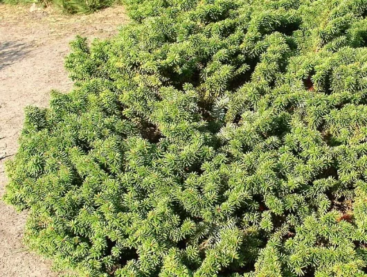 ABIES balsamea 'Nana' - Sapin baumier nain