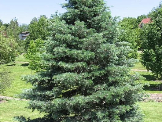 ABIES concolor - Sapin du colorado