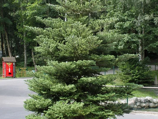 ABIES koreana - Sapin de Corée