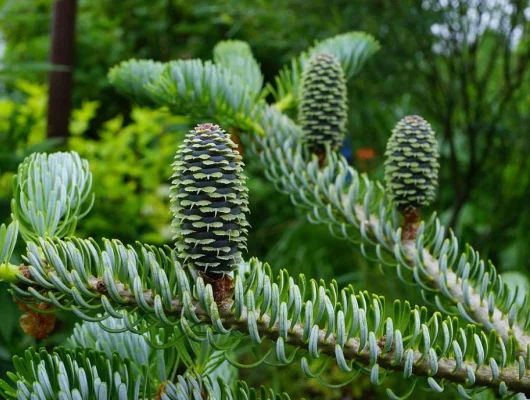 ABIES koreana 'Silberlocke' - Sapin de Corée 'Silberlocke'