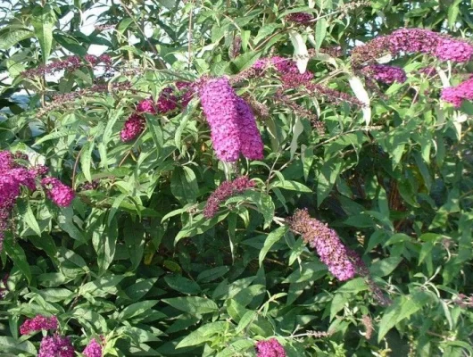 BUDDLEJA davidii 'Royal Red' - Arbre aux papillons