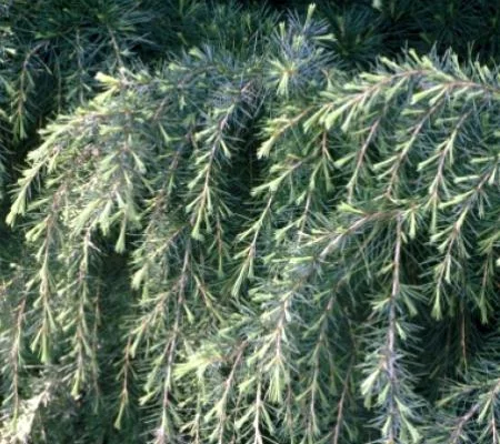 CEDRUS deodara - Cèdre de l'Himalaya