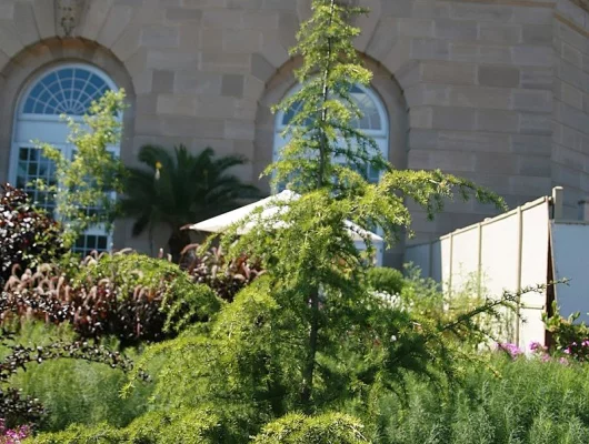 CEDRUS deodara 'Aurea' - Cèdre de l'Himalaya doré