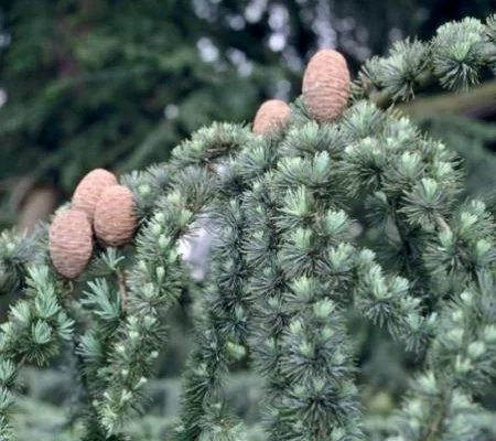 CEDRUS libani - cèdre du Liban