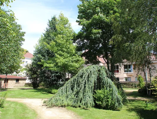 CEDRUS libani atlantica 'Pendula' - Cèdre de l'Atlas pleureur