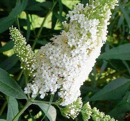 BUDDLEJA davidii 'White Profusion' - Arbre aux papillons