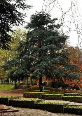 CEDRUS libani glauca - Cèdre bleu de l'Atlas pleureur