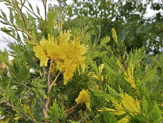 CALOCEDRUS decurrens 'Aureovariegata' - Cèdre blanc