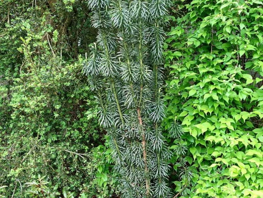 CEPHALOTAXUS harringtonia - Pin Japonais à queue de vache