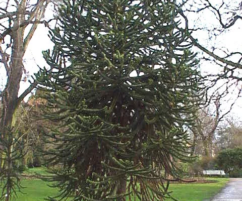 ARAUCARIA araucana - Désespoir des singes