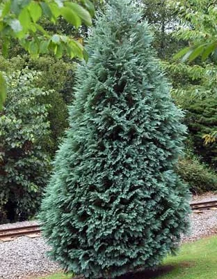 CHAMAECYPARIS lawsoniana 'Alumii' - Cyprès bleu de Lawson