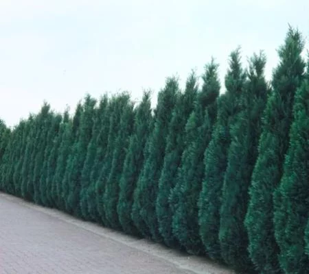 CHAMAECYPARIS lawsoniana 'Columnaris' - Faux Cyprès bleu