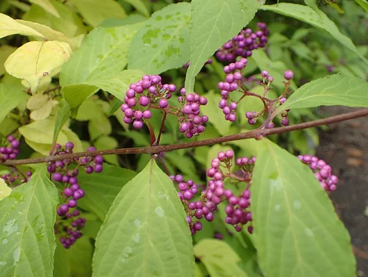 CALLICARPA bodinieri 'Profusion' - Arbre aux bonbons 'Profusion'