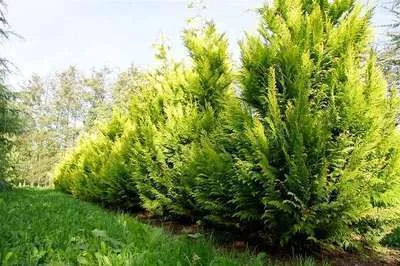 CHAMAECYPARIS lawsoniana 'Ivonne' - Cyprès de Lawson Ivonne