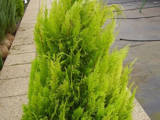 CHAMAECYPARIS lawsoniana 'Stardust' - Cyprès de Lawson 'Stardust'