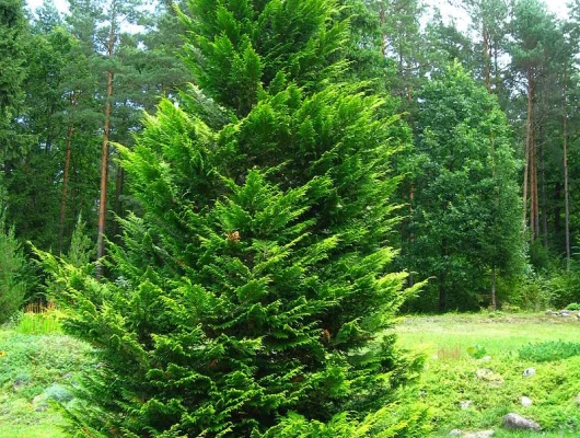 CHAMAECYPARIS lawsoniana 'Stewartii' - Faux Cyprès de Lawson 'Stewartii'