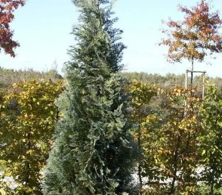 CHAMAECYPARIS lawsoniana 'Van pelt's Blue' - Faux Cyprès bleu fastigié