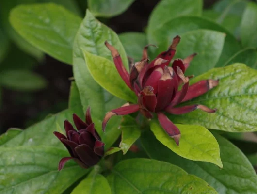 CALYCANTHUS floridus - Arbres aux anémones