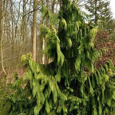 CHAMAECYPARIS nootkatensis 'Pendula' - Faux Cyprès de Nootka pleureur