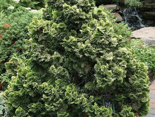 CHAMAECYPARIS obtusa 'Nana Aurea' - Cyprès d'Hinoki