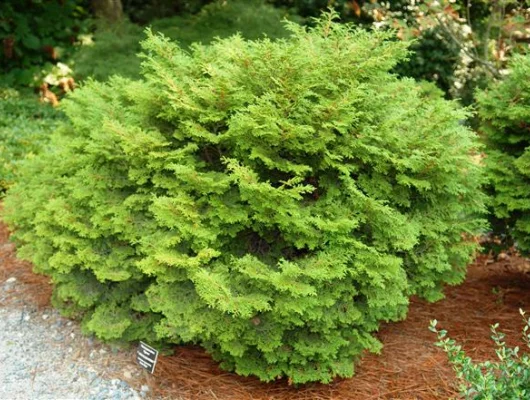 CHAMAECYPARIS obtusa 'Pygmea' - Cyprès d'Hinoki du Japon 'Pygmea'