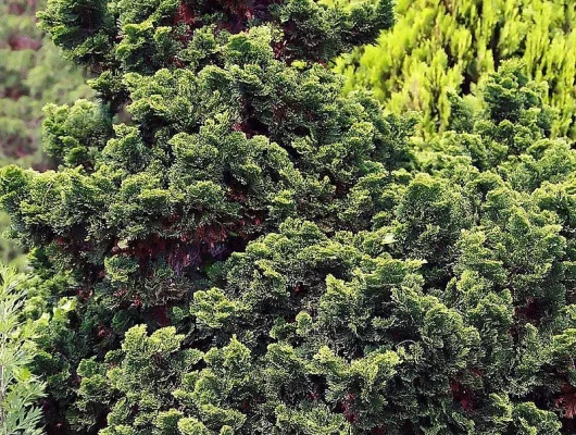 CHAMAECYPARIS obtusa 'Nana Gracilis' - Cyprès d'Hinoki du Japon 'Nana Gracilis'