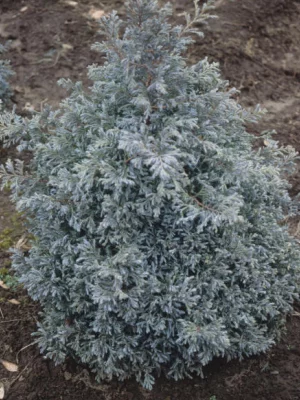 CHAMAECYPARIS pisifera 'Boulevard' - Cyprès Sawara 'Boulevard'