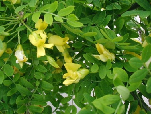 CARAGANA arborescens - Acacia jaune, Caraganier de Sibérie