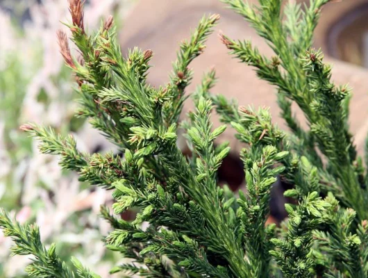 CRYPTOMERIA japonica 'Elegans' - Cèdre du Japon 'Elegans'