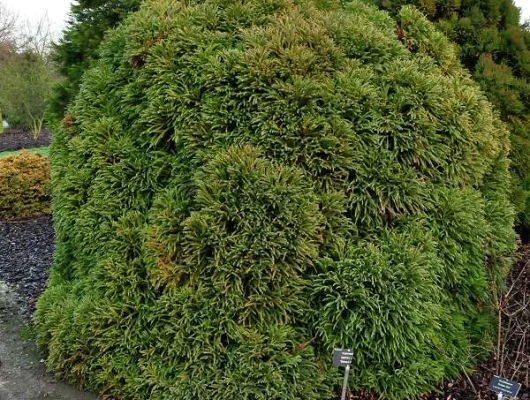 CRYPTOMERIA japonica 'Globosa Nana' - Cèdre du Japon 'Globosa Nana'