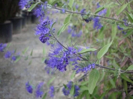 CARYOPTERIS clandonensis 'Kew Blue' - Spirée bleue