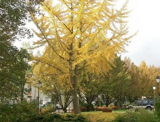 GINKGO biloba - Arbre aux quarante écus