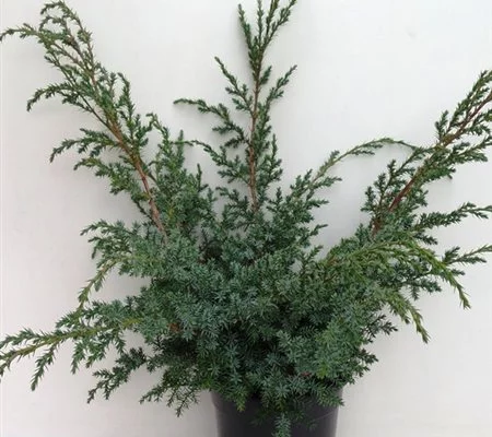 JUNIPERUS chinensis 'Blue alps' - Genévrier 'blue alps