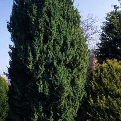 JUNIPERUS chinensis 'Obelisk' - Genévrier 'Obelisk'